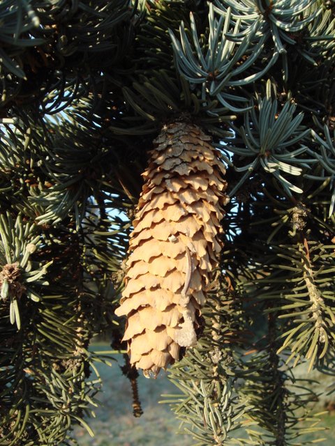 Picea pungens 'Koster' cone